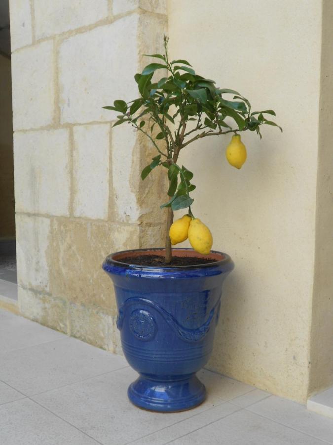 Sous Le Neflier Bed & Breakfast Nîmes Exterior foto